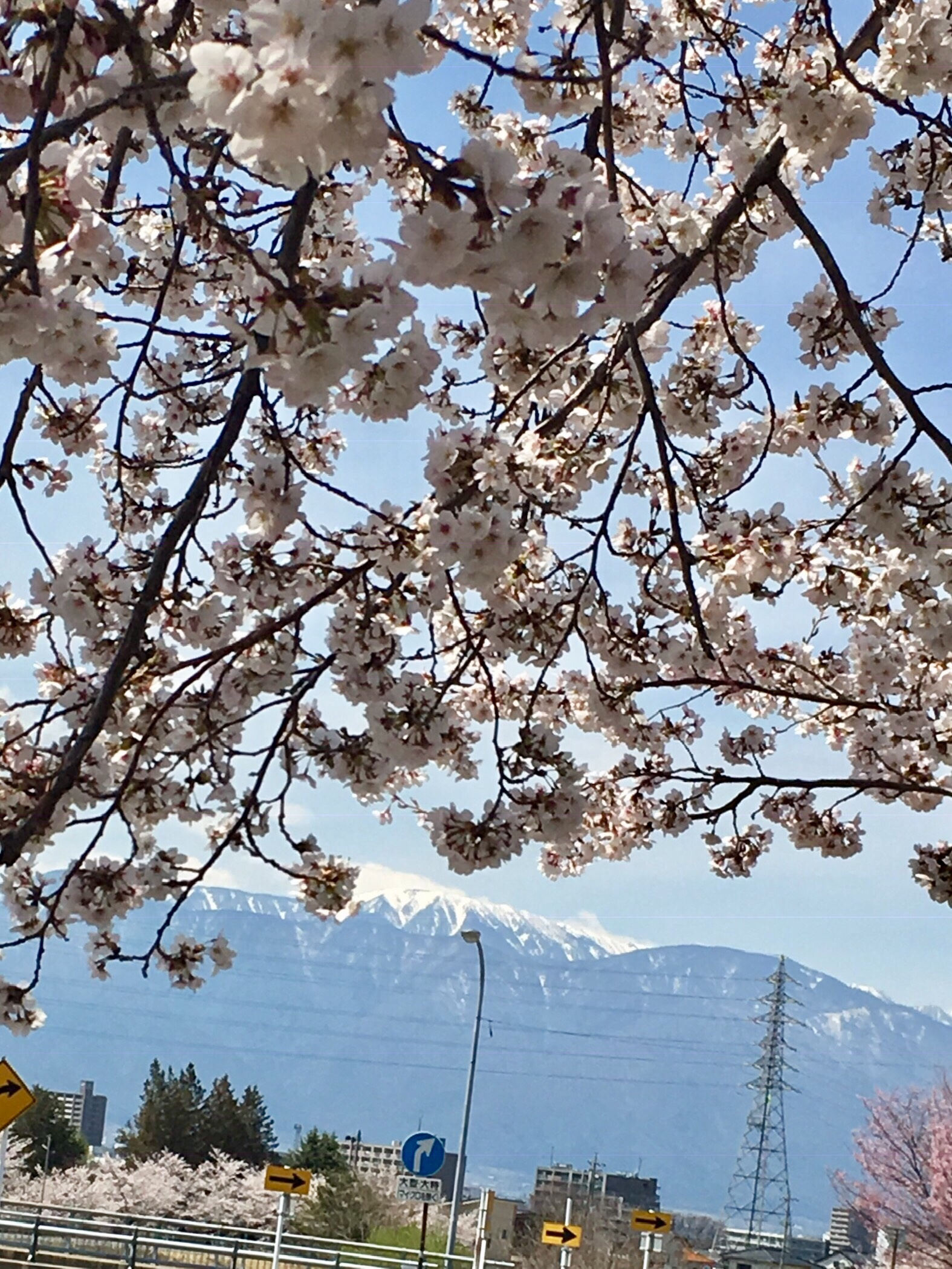 春うらら、北アルプスと、桜🌸のコントラストが美しい