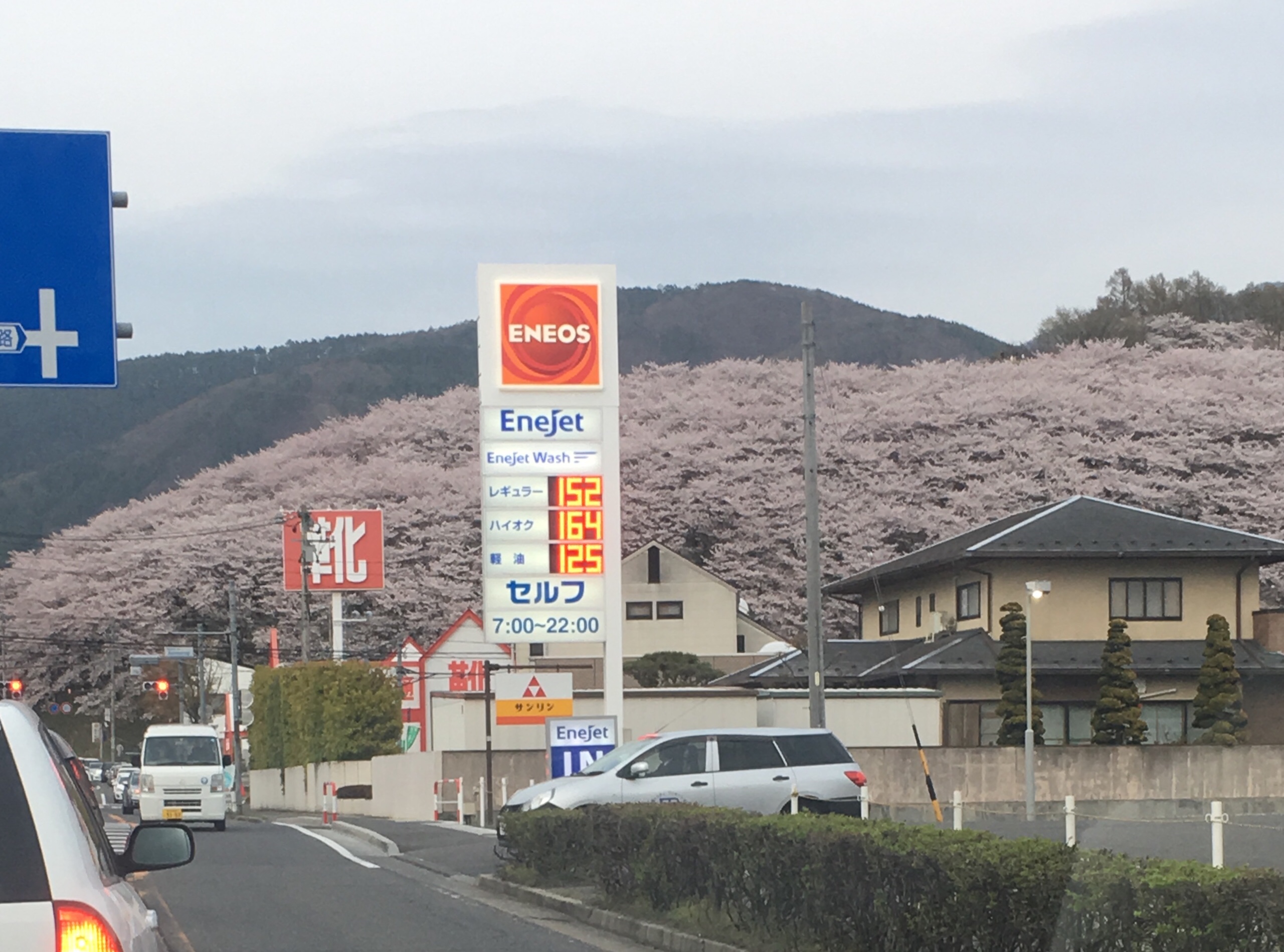 弘法山の古墳の桜、満開です！